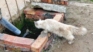 Mama Cat Came to See Inside this Sewer Many Times, Daily! People were Surprised to Know the Reason!