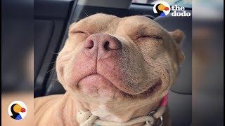 Sweetest Pit Bull Has The World's Best Smile | The Dodo