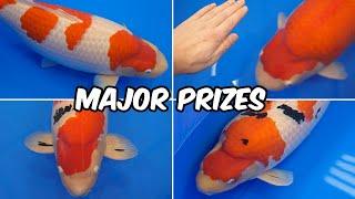 All Japan Koi Show 2024 - Major Prize Winners!!