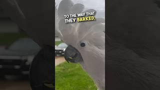 Chicken is just a dog trapped in a cockatoo body ️ #shorts