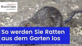 Ratten im Garten: So werden Sie die Nager tierfreundlich los