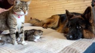 The First Thing Newborn Kittens See Is a Gentle German Shepherd