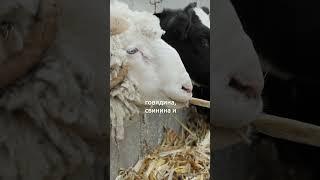  Вся правда о БАДе АСД - есть ли прионы в его составе? Вся правда о БАДах. 18+
