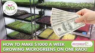 How to make $1000 a week growing Microgreens on one rack!