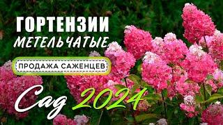 Гортензия метельчатая 2024. Продажа саженцев