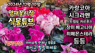 양재꽃시장 식물튜브 24년 12월 10일 입고영상 시청 하시면서 힐링타임 되시길 바래요~   #양재꽃시장 #식물튜브 #월동 #관엽 #식물아빠