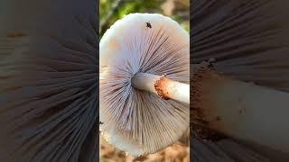 Лепиота гребенчатая (Lepiota cristata) short #shorts