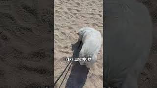 모래를 파서 쉬하는 강아지 #강아지브이로그