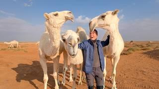 A Day with Camel Breeders in Saudi Arabia - Ep38