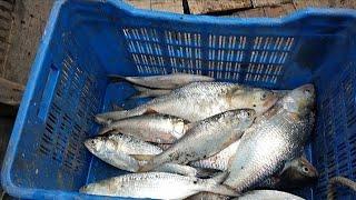 মেঘনা নদীর তাজা ইলিশ দেখুন ।।Huge fresh hilsha fish.#shorts#.