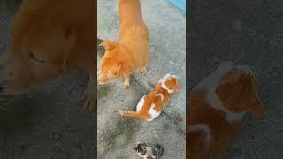 Funny dog smelled the cat's tail  and felt ashamed at the end #shorts #pets #shortsvideo