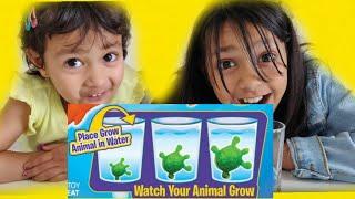 Animals grow in water - Vlog 32 | Kids experiments with Magic grow capsules