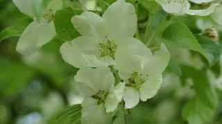 A tour around Ness Gardens