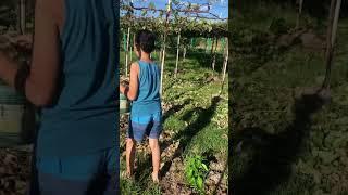 Dilig taym ni Rj! Sipag yern! @rjfarmtv  #farmlife #happy #nature #plantita