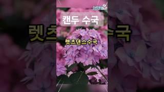 캔두 수국의 매력 토양산도에 따라 변하는 렛츠댄스시리즈 #정원가꾸기 #수국정원 #수국키우기