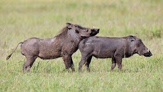 Secret Habits of Warthogs Revealed