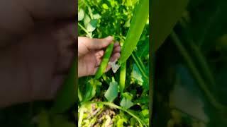 ||Pea Harvesting|| #kinnaur #kinnaurvalley #villagelife #peaharvesting