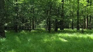 Mualiflig huquqi bo'lmagan video