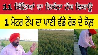 11 ਕਿੱਲਿਆਂ ਦਾ ਇਕੱਠਾ ਟੱਕ 1 ਮੋਟਰ ਟੌਪ ਦਾ ਪਾਣੀ #farming #punjabiupdate #punjabi #kisan #kheti