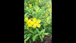 Allamanda cathartica Long Blooming and Allamanda cathartica 'Compacta' (dwarf)