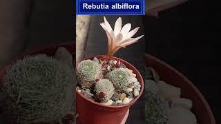 10 Tipos De Rebutia !! Shorts