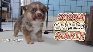 볼트임보일기 #1 ㅣ보호소에서 나와 홀로 상경한 아기강아지의 첫 실내 생활ㅣ1인가구 임시보호 #유기견임보