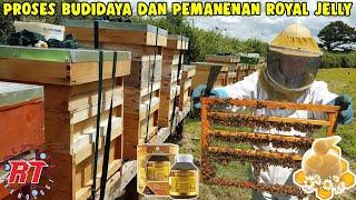 PROSES PETERNAKAN LEBAH MADU DAN PROSES PEMANENAN ROYAL JELLY