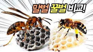 쌍살벌(왕다바리), 꿀벌 비교하기! 벌집부터 달라요!