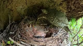 The mother bird pretended to feed the cuckoo, but actually fed her own child鸟妈妈假装在喂杜鹃鸟，结果却是在喂亲生的孩子