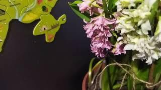 Квіткова фантазія