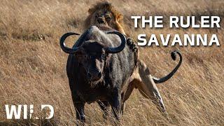 AFRICAN SAVANNA | Land Of The Most Brutal Predators | Animal Documentaries