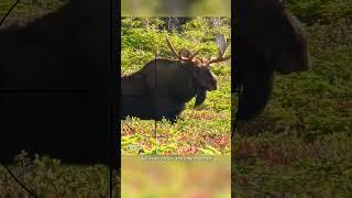 Where To Shoot a Moose With a Gun | Hunting Tips #shorts #animals #hunting