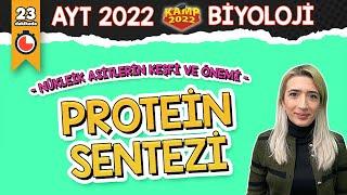 Protein Sentezi | AYT Biyoloji #Kamp2022