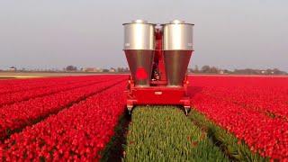 Amazing Flower Agriculture Technology Flower Farming & Flower Harvesting Automatic Flower Processing