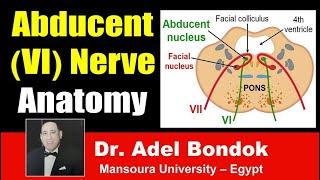 Abducent (VI) Nerve Clinical Anatomy, Dr Adel Bondok