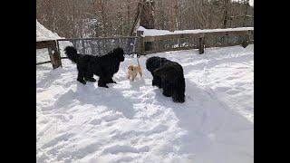 Newfoundland dogs playing with a 3-month-old Golden puppy in the snow