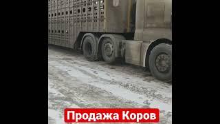 Продажа Оптом Коровы из России на экспорт СНГжми комментарии 