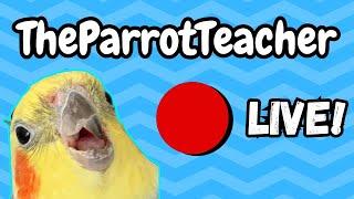 The Parrot Teacher Live Stream & Festive Special with Q & A