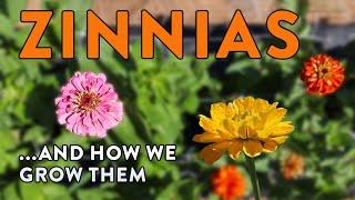 You Can Grow Perfect Zinnias In Zones 9 & 10