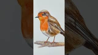 Cómo dibujar un pájaro petirrojo con lápices de colores acuarelables Inktense de Derwent #short