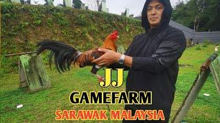 Visit the farm of JUSTIN JENG in MALAYSIA - QUALITY GAMEFOWL BREEDER - JJ GAMEFARM