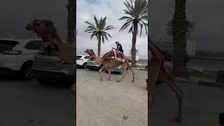 Barkovich Israel 2022 Day 5.2 Dave Enjoys a Tourist Trap