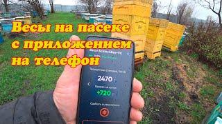 ПРИКУПИЛИ ВЕСЫ НА ПАСЕКУ, НАСТРОИЛИ И УСТАНОВИЛИ ПОД УЛЕЙ
