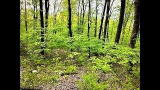 Camping in a Haunted Forest