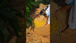 Traditional Way  to Ripen Mangoes Part-2 l "Makkapettudu Method!" #mango #mangocrop #mangofarming
