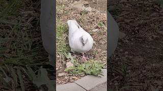 WHITE PIGEONS IN MOSCOW. БЕЛЫЕ ГОЛУБИ В МОСКВЕ.