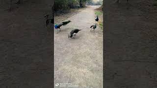  peacocks  #birds #peacock #funny #comedy #peacockbeauty #sound