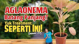 (Eps. 402) Cara Treatment Aglaonema Berbatang Panjang | Rimawan Vlog