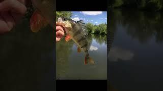 #fishing #рибалка #pike #carpfishing #спінінг #rek #окунь #carp #aesthetic