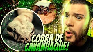 COMPREI UMA COBRA COM UM CAVANHAQUE! | wildboppre